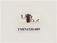 藏品(前角扣頭蟲科)的圖片